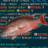 A large-ish Mutton Snapper at a ~140-degree angle over a code editor background