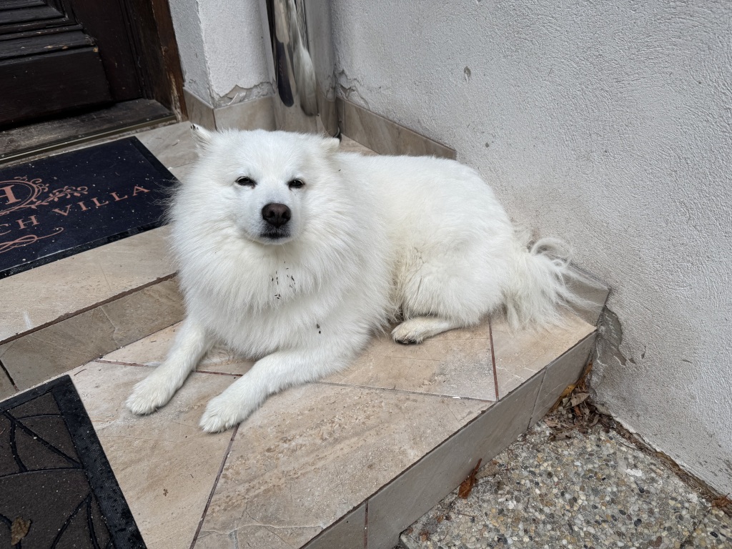 The cool dog who liked the rain