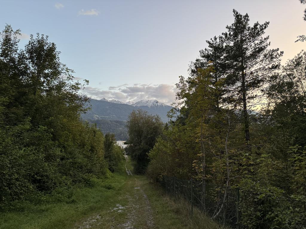 Cool forest trail I took to the park