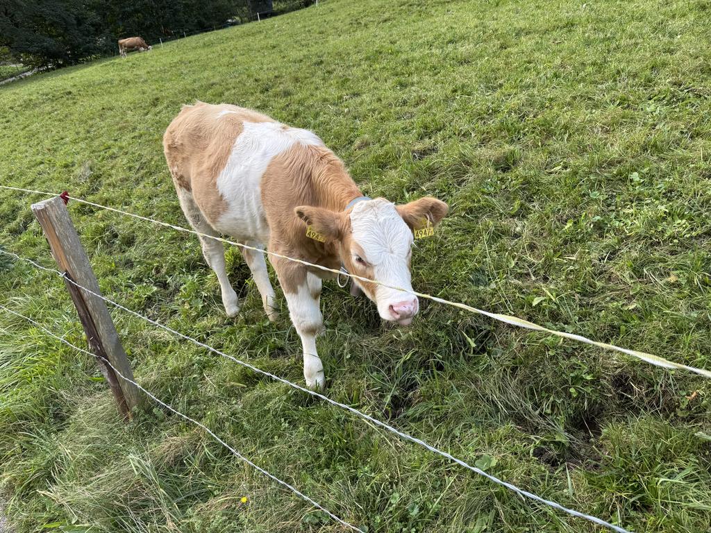 Lauterbrunnen baby cow