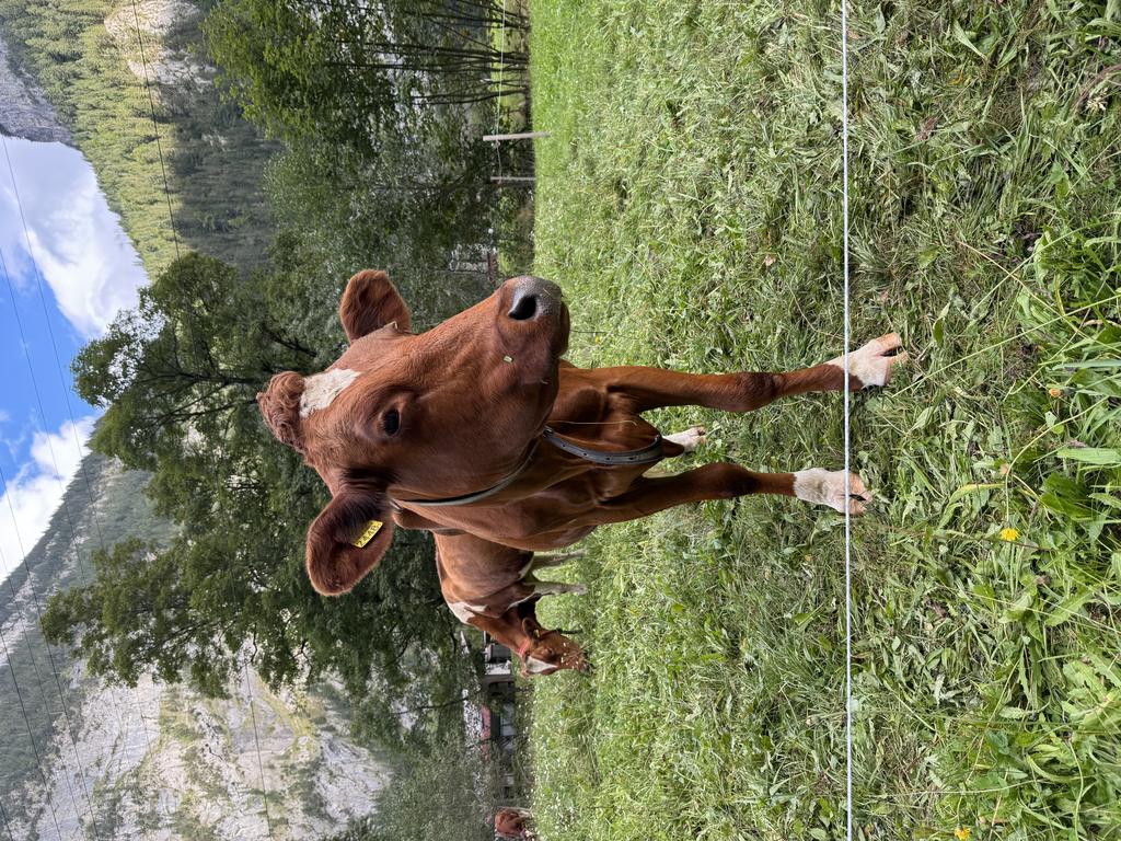 Lauterbrunnen cow 2