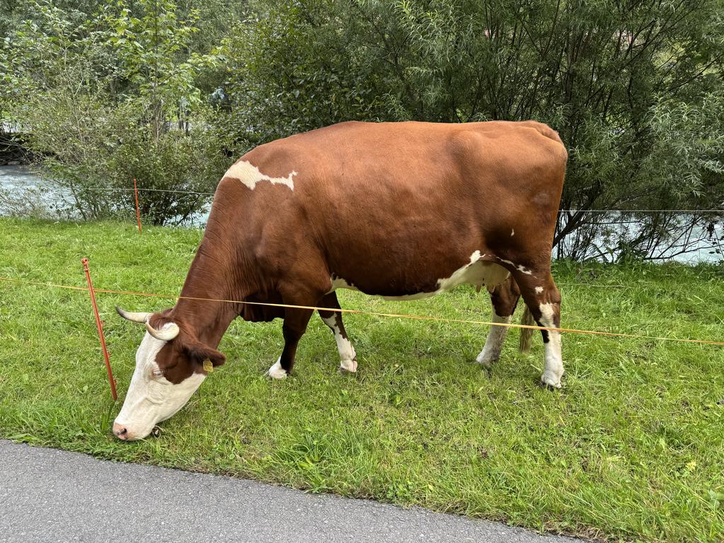 Stechelberg cow 1